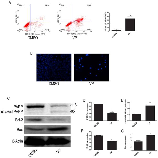 Int J Med Sci Image