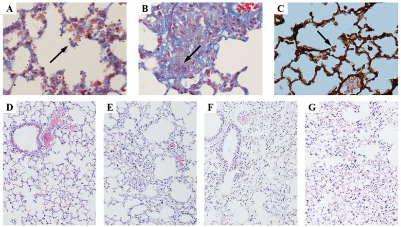 Int J Med Sci Image