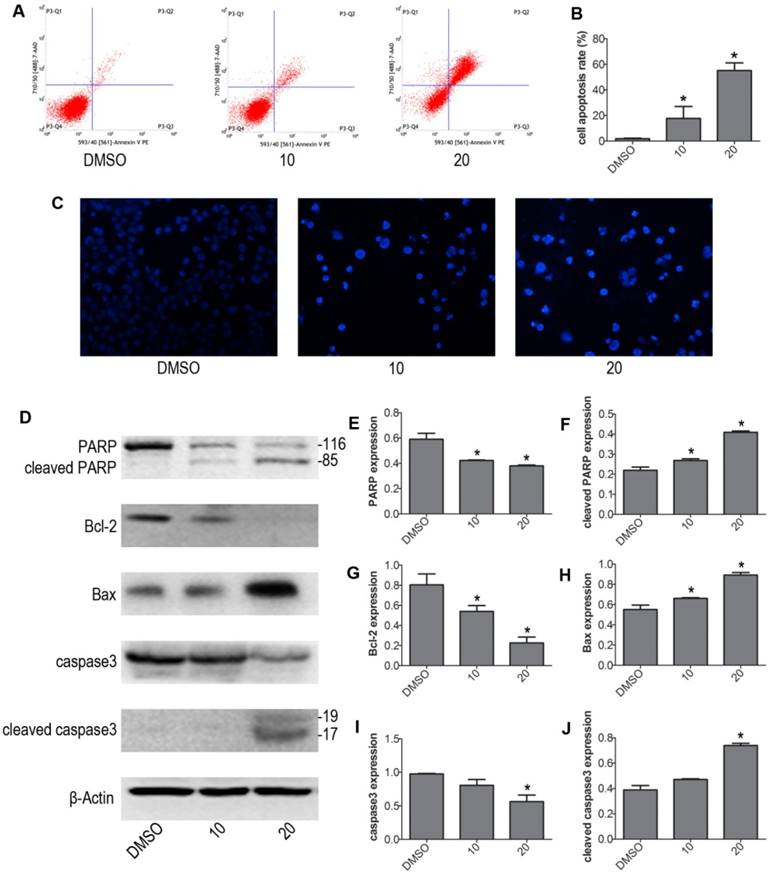 Int J Med Sci Image