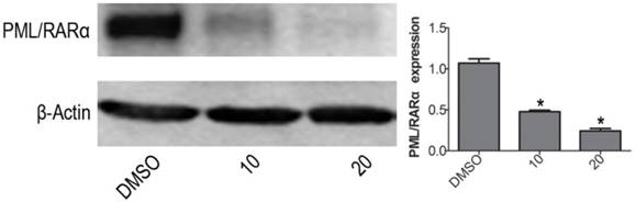 Int J Med Sci Image