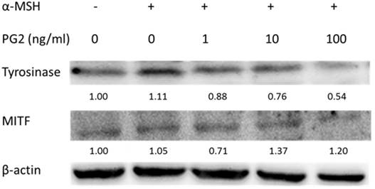 Int J Med Sci Image