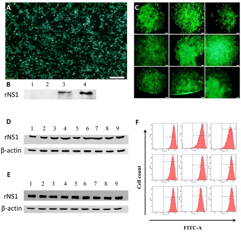 Int J Med Sci Image