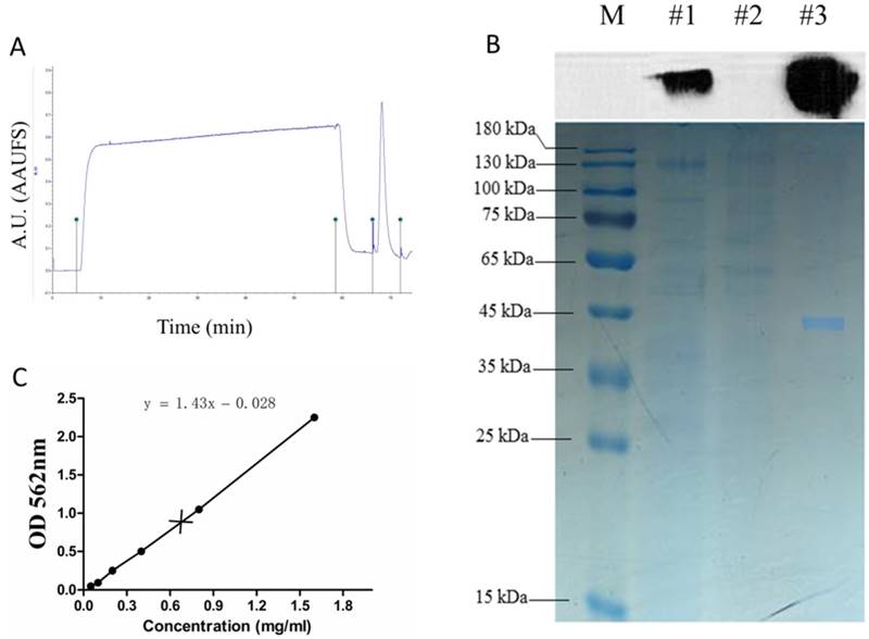 Int J Med Sci Image