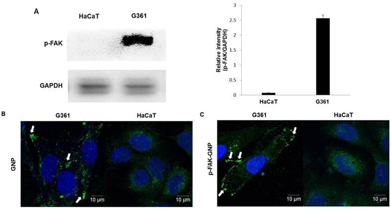 Int J Med Sci Image