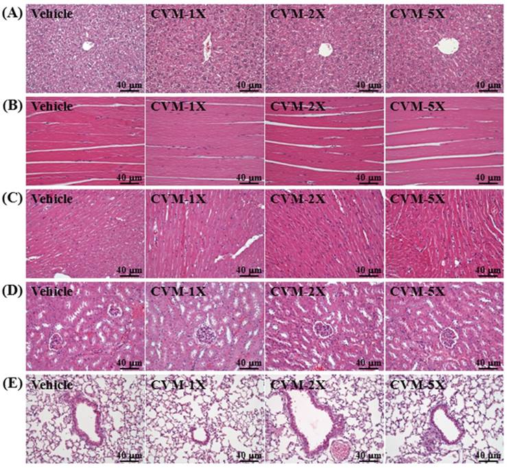 Int J Med Sci Image