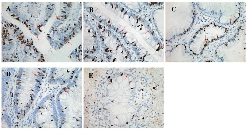 Int J Med Sci Image