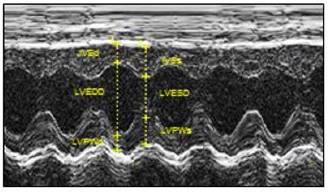 Int J Med Sci Image