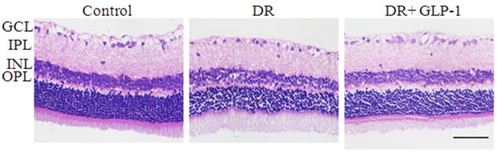 Int J Med Sci Image