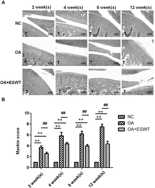 Int J Med Sci Image