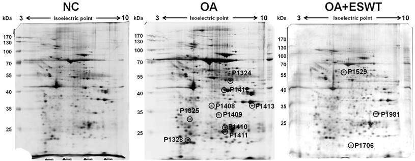 Int J Med Sci Image