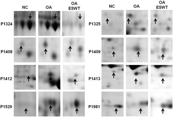 Int J Med Sci Image