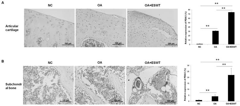 Int J Med Sci Image