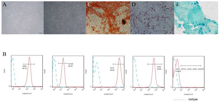 Int J Med Sci Image