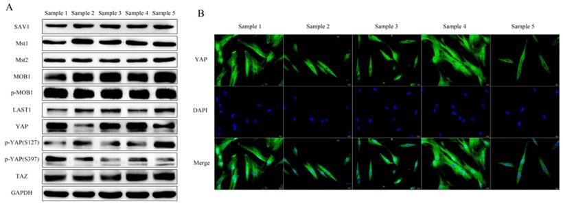 Int J Med Sci Image