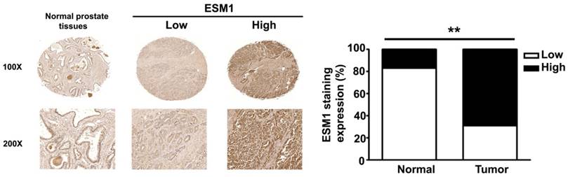 Int J Med Sci Image