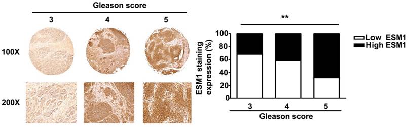 Int J Med Sci Image