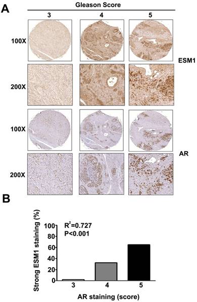 Int J Med Sci Image