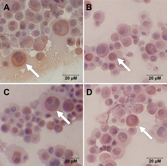 Int J Med Sci Image