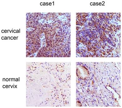 Int J Med Sci Image