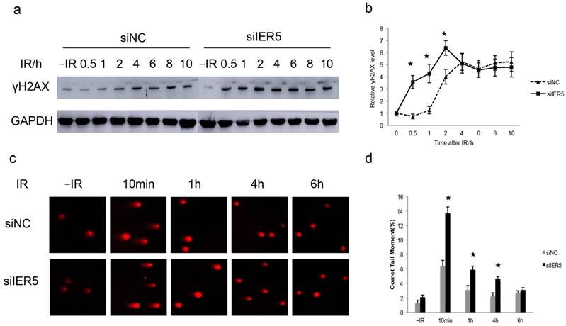 Int J Med Sci Image