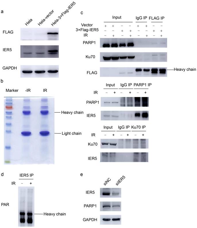 Int J Med Sci Image