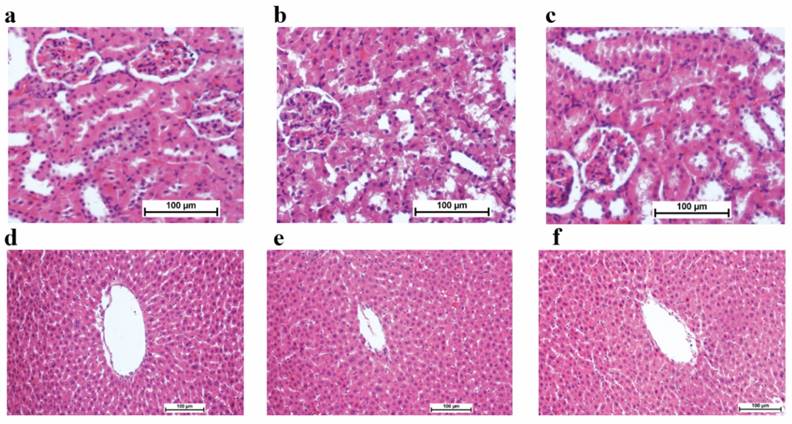 Int J Med Sci Image