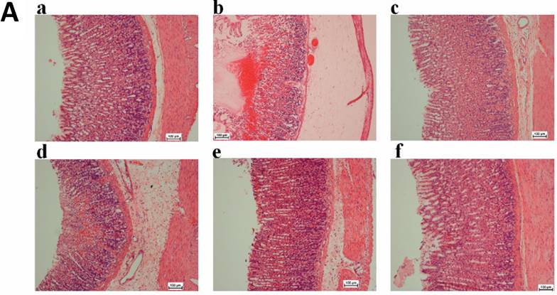 Int J Med Sci Image