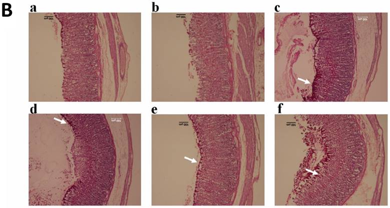 Int J Med Sci Image