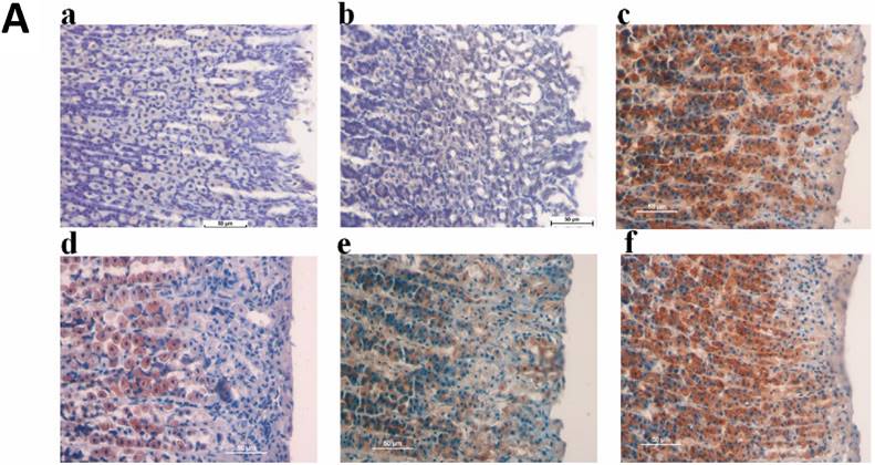 Int J Med Sci Image