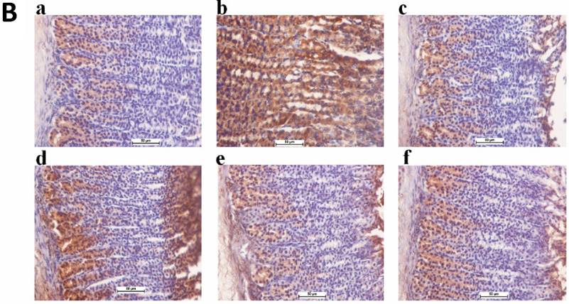 Int J Med Sci Image