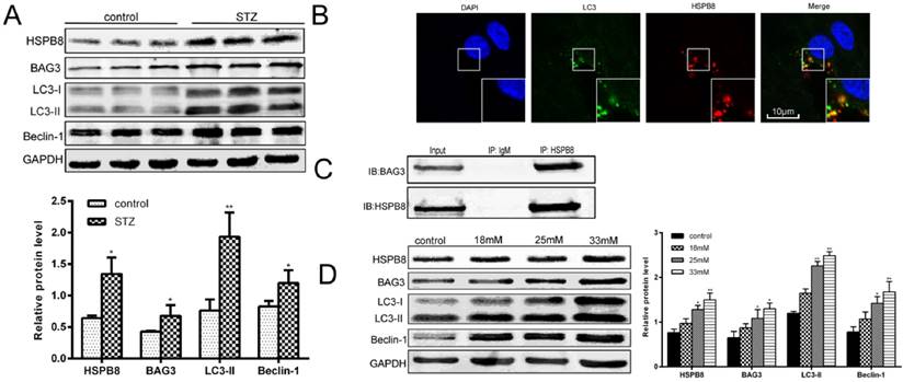 Int J Med Sci Image