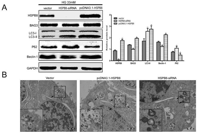 Int J Med Sci Image