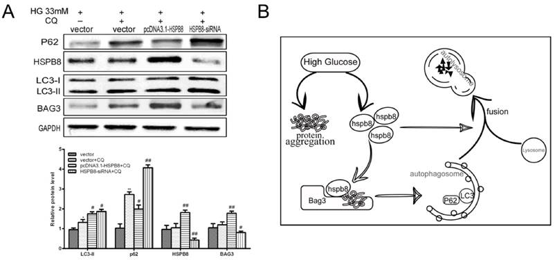 Int J Med Sci Image