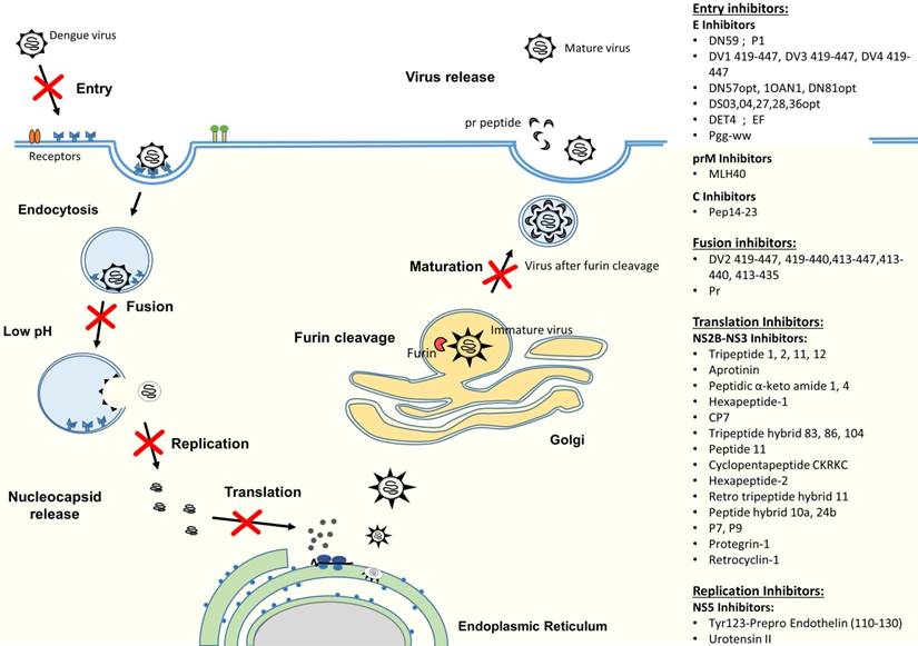 Int J Med Sci Image