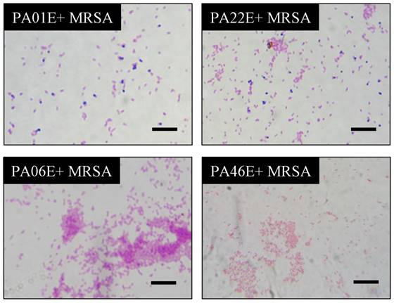 Int J Med Sci Image