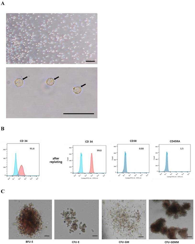 Int J Med Sci Image