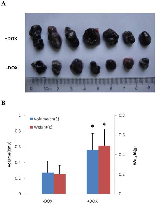 Int J Med Sci Image