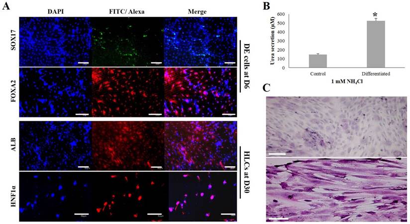 Int J Med Sci Image