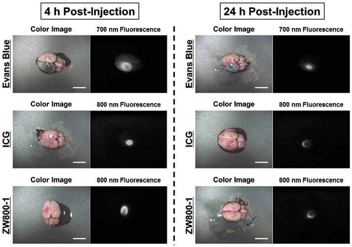 Int J Med Sci Image