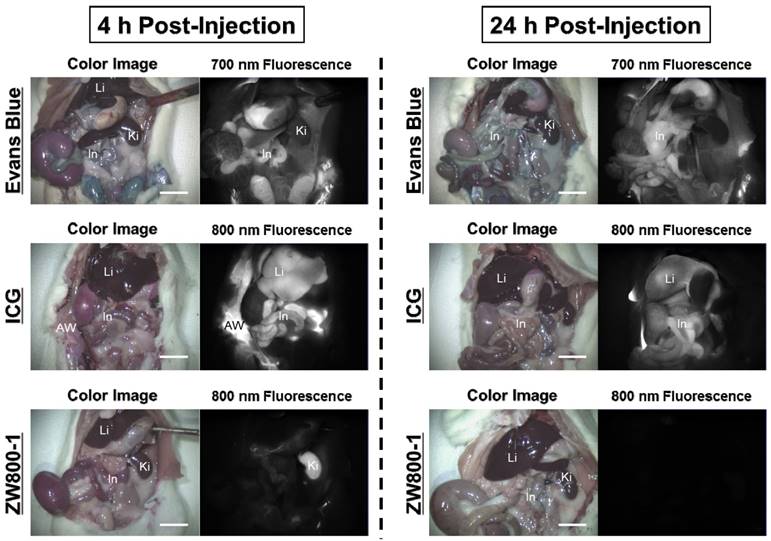 Int J Med Sci Image