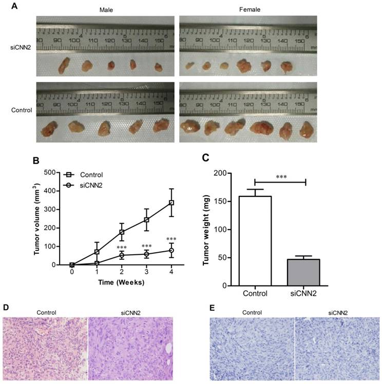 Int J Med Sci Image