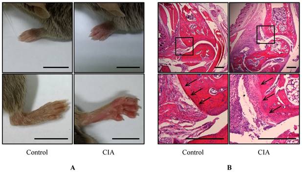 Int J Med Sci Image