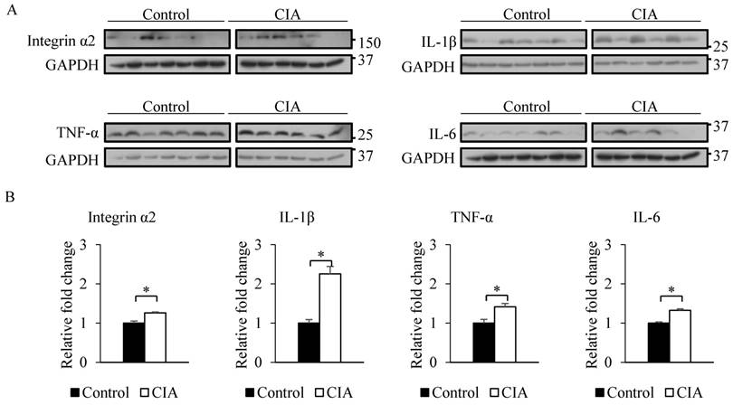 Int J Med Sci Image