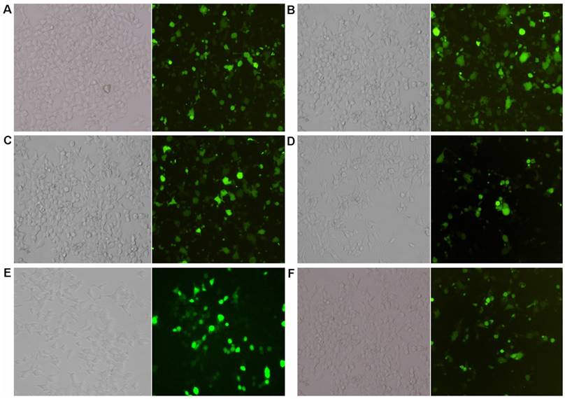 Int J Med Sci Image