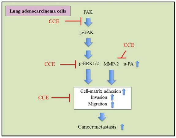 Int J Med Sci Image