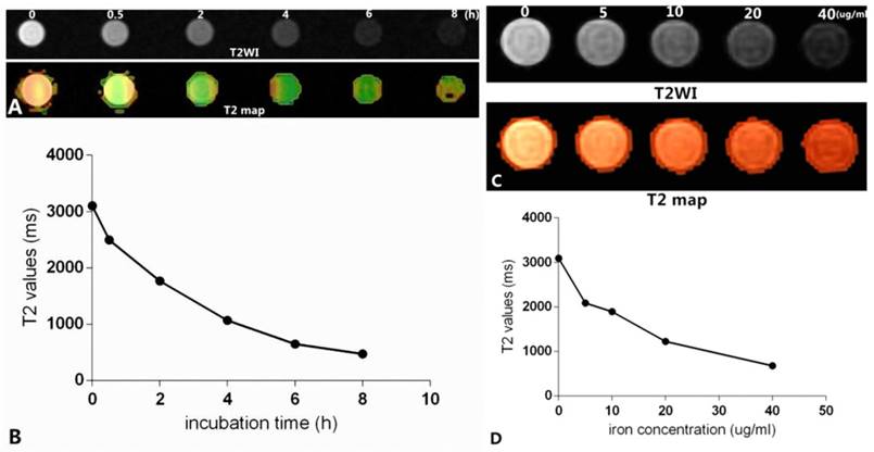 Int J Med Sci Image