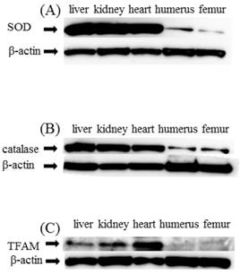 Int J Med Sci Image