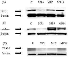 Int J Med Sci Image