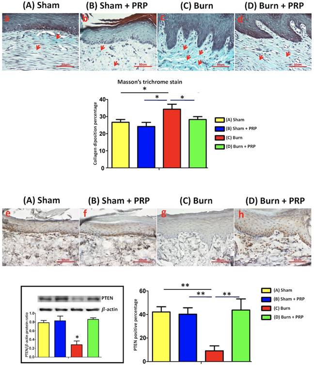 Int J Med Sci Image