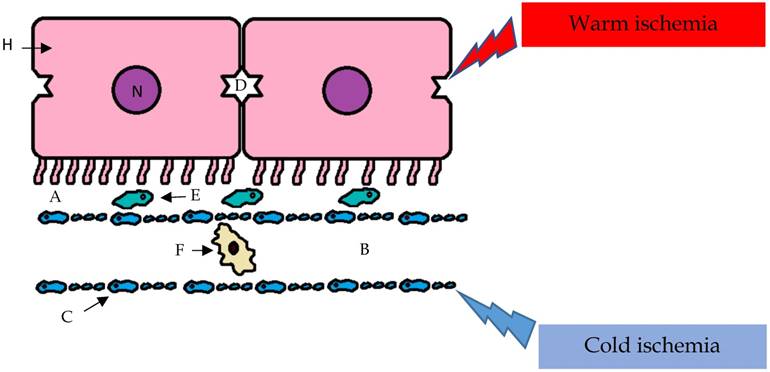 Int J Med Sci Image